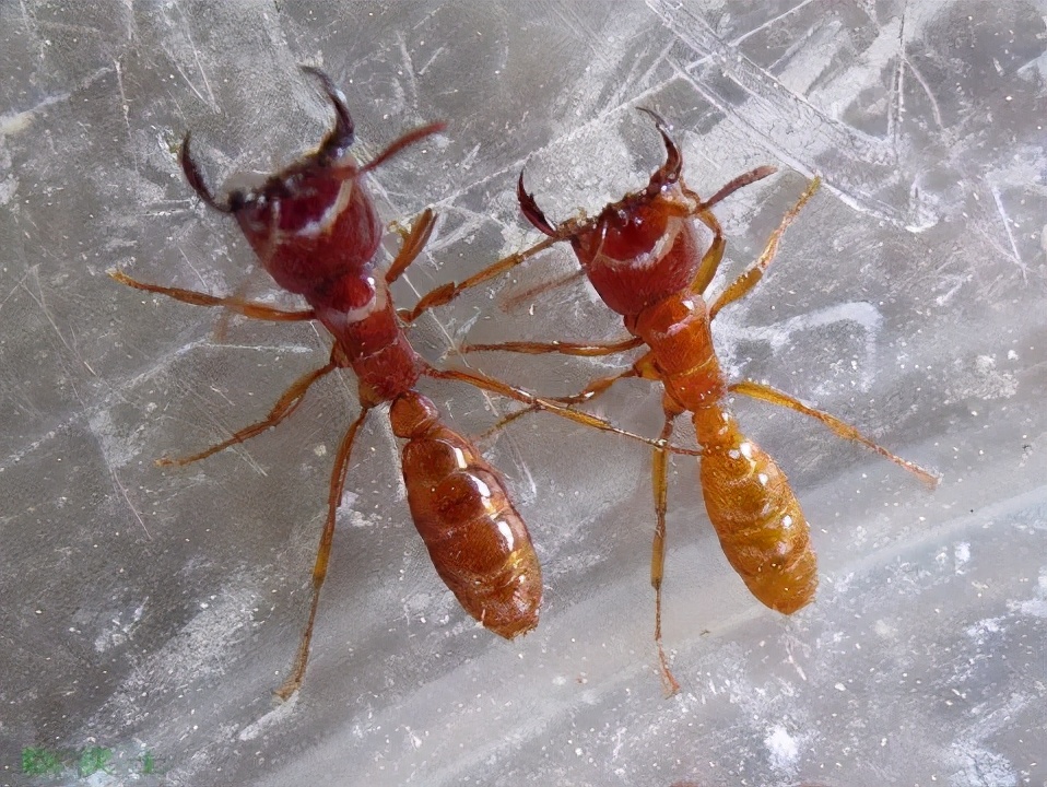 地上害虫怎样防治,土地地下害虫怎么防治