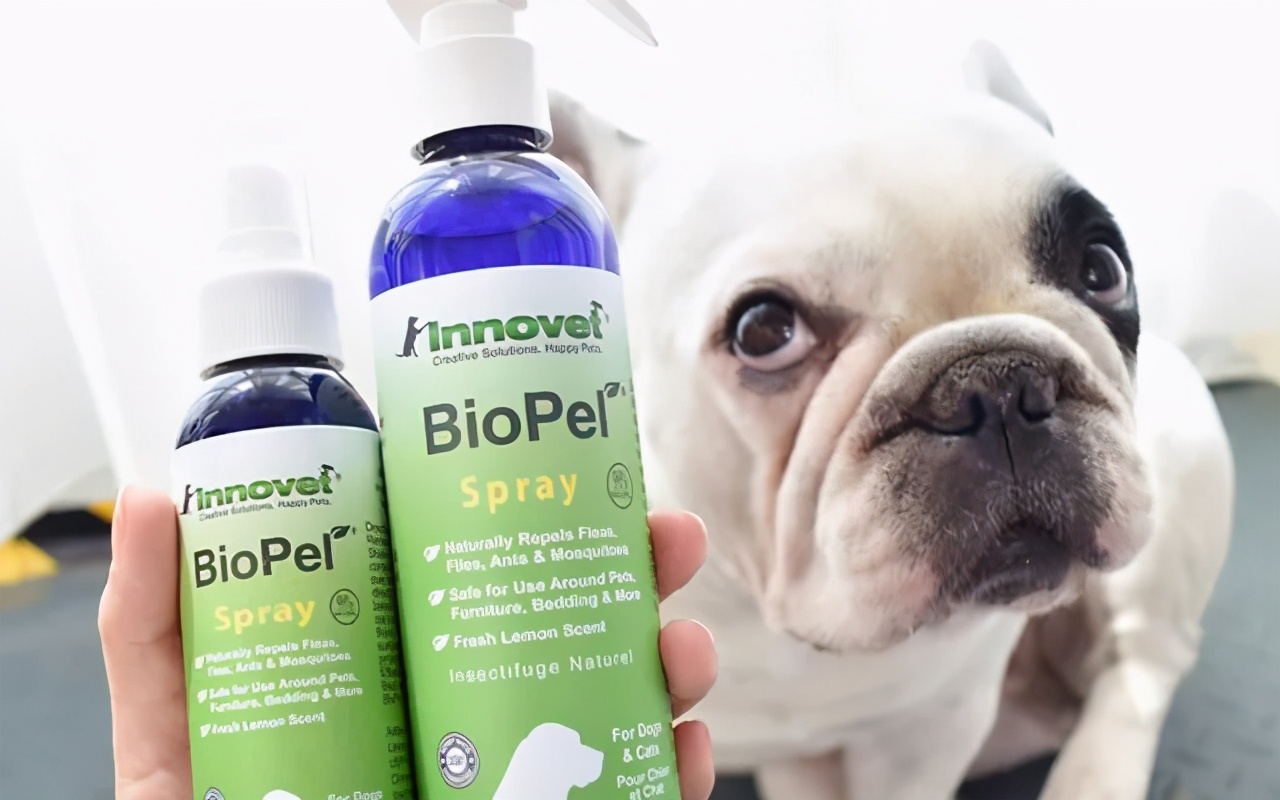 夏天蚊子多怎么给狗驱蚊,宠物用什么方法预防蚊子