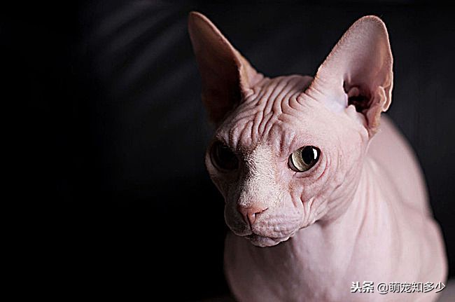 全身无毛只有头上一撮毛的猫,全身雪白生活在水里的猫