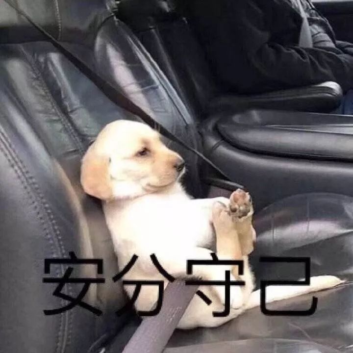 怎么才算纯种泰迪狗呢图片,纯种狗和非纯种狗的区别哪个好