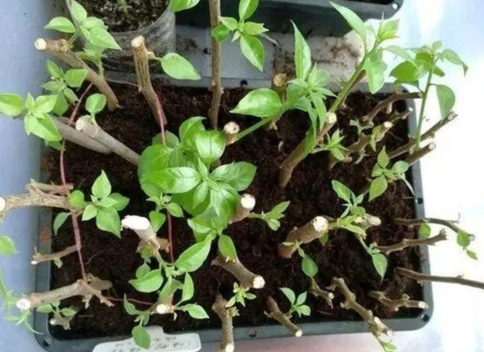 扦插花的快速生根法,哪些花卉可以用扦插的方法插活