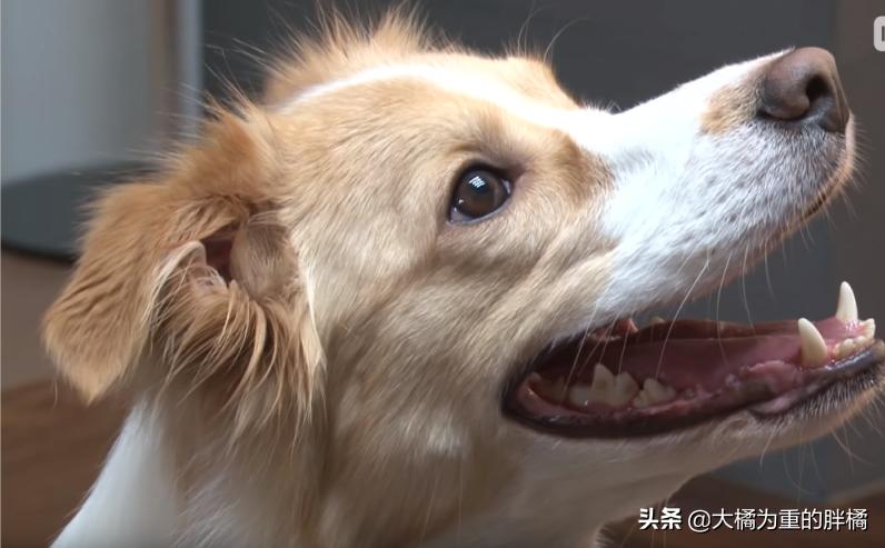 狗狗看电视笑得无法自拔,狗狗居然会踢足球