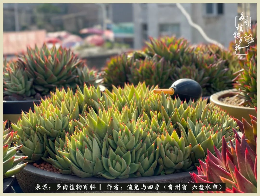 国庆假期你快乐吗？来，凉都美肉与你相伴一一小乌木的霸气东云