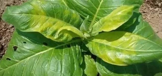 作物缺素原因及症状对照表收藏版,作物营养缺素诊断与科学施肥