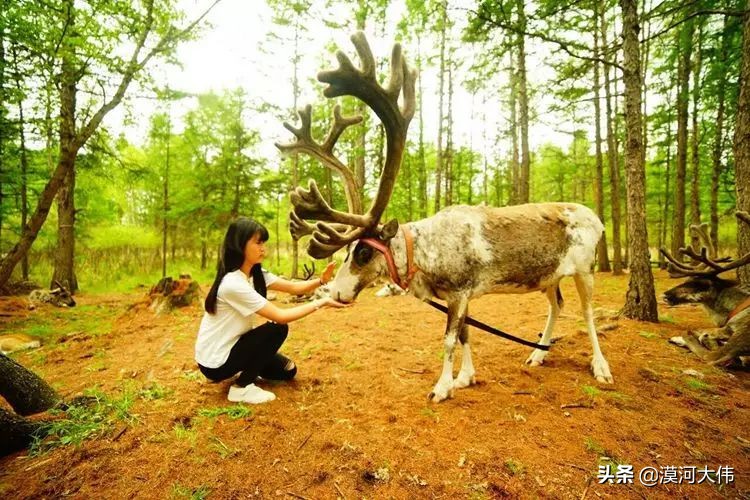 森林草原自驾游,森林亲子旅游攻略图片大全