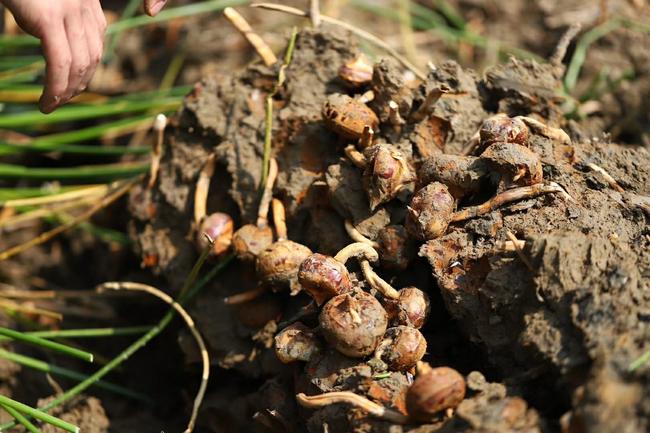 桂林荔浦马蹄：被誉为“地下明珠”，吃着清甜还能清热润肺