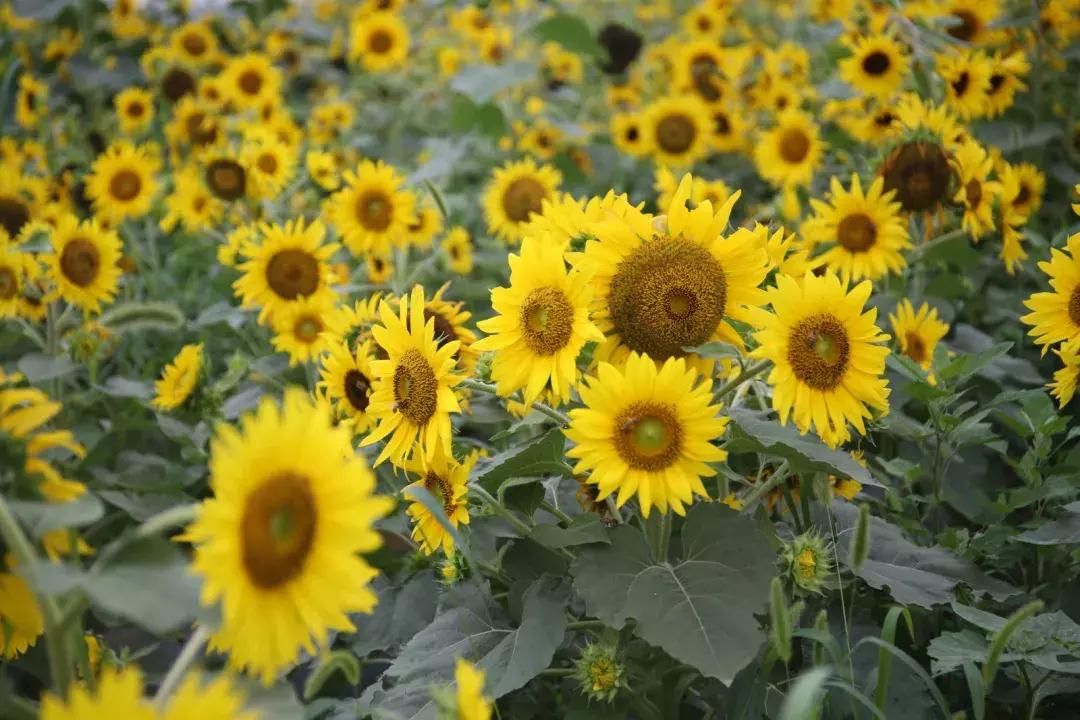 央视新闻直播西安夜景,央视直播西安奥体中心