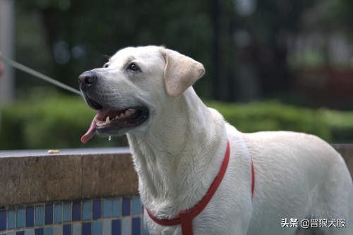 拉布拉多出门太兴奋,拉布拉多出门总是兴奋乱跑