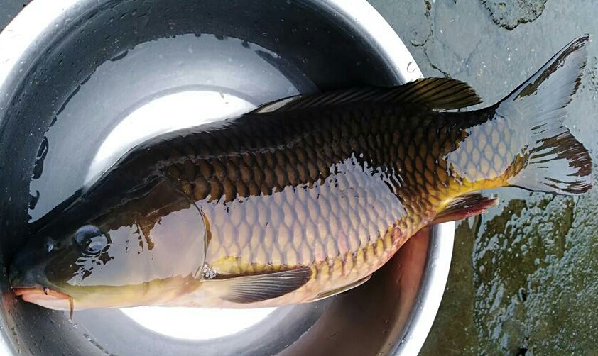 小线组和大线组的区别,小线组好上鱼