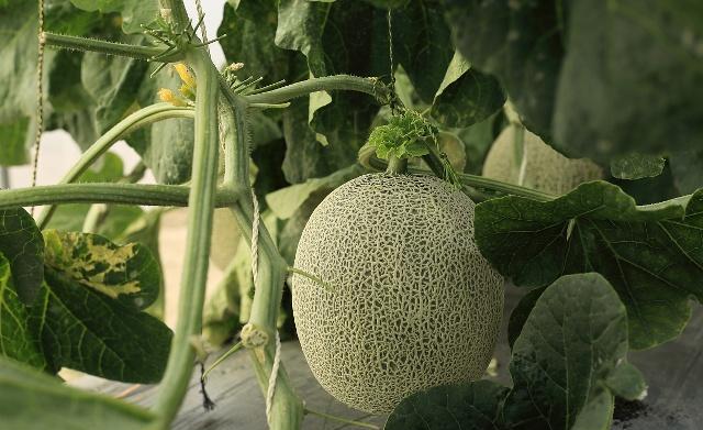 甜瓜好吃,什么甜瓜最好种植