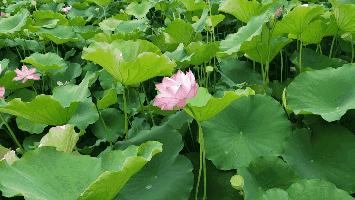 天津去哪里拍荷花最佳,天津荷花观赏地点