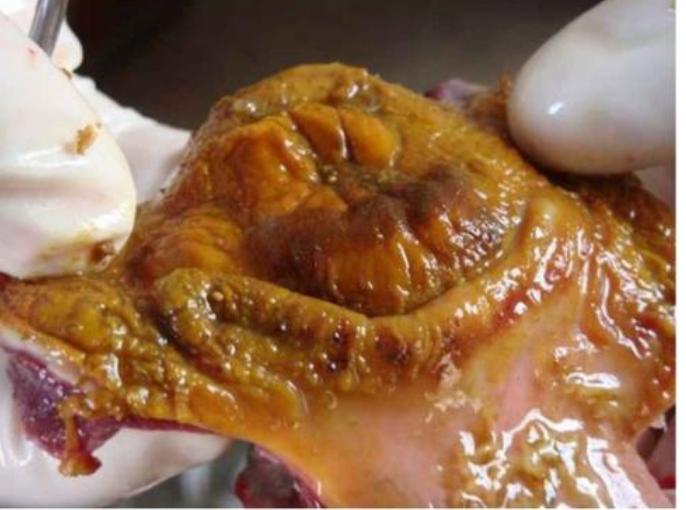 鸡脱霉剂,鸡要喂脱霉剂吗