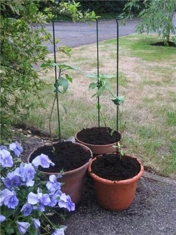 向日葵盆栽种植要晒太阳吗,向日葵盆栽能养几年