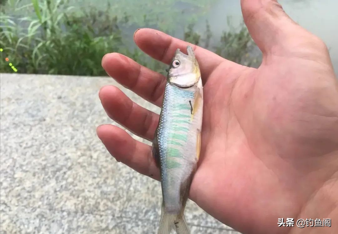 小杂鱼到底能长多大,小杂鱼长得比你想象中的大