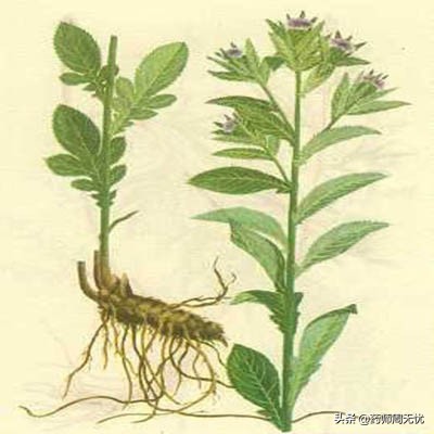 白话中医,中医说人参