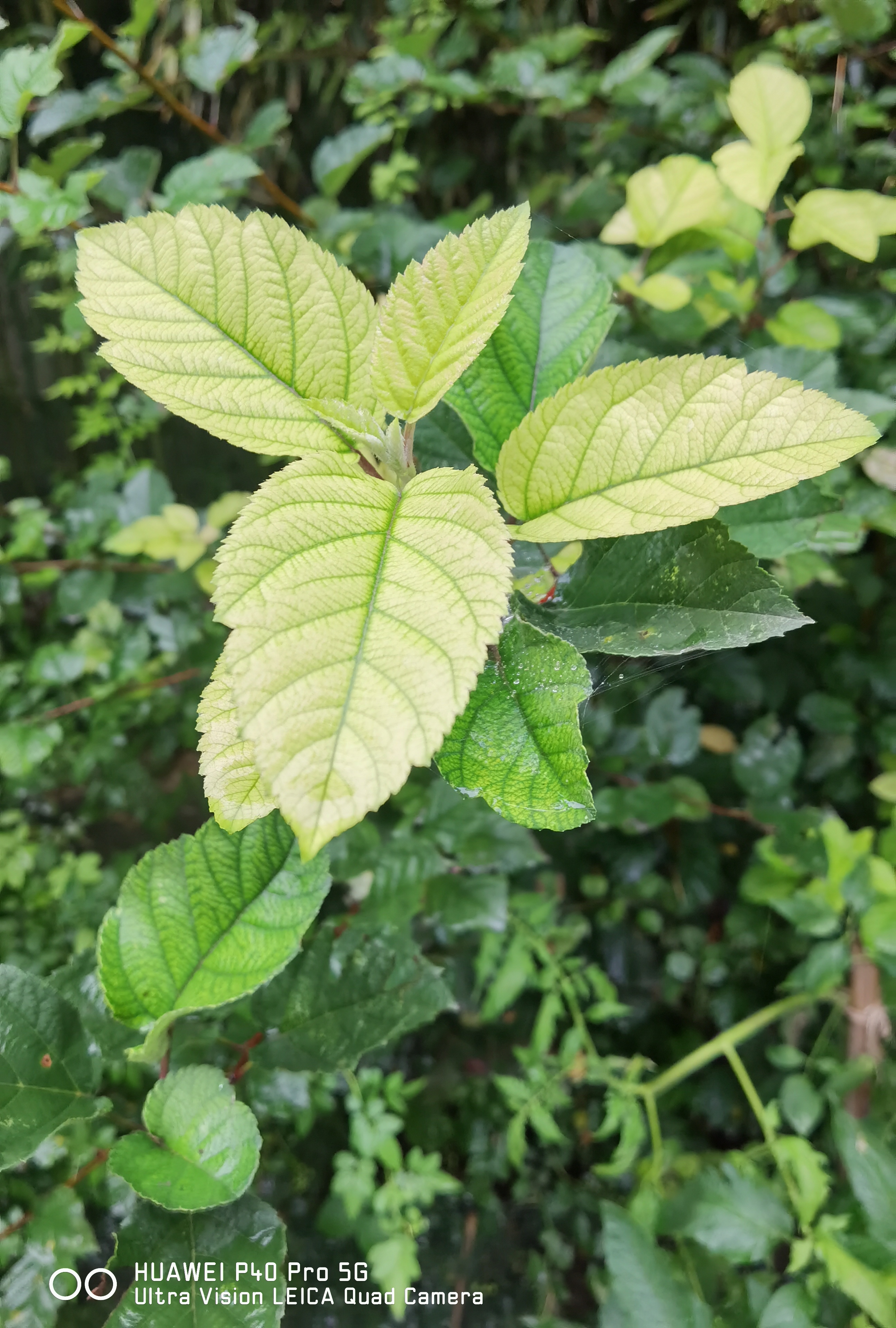 华为p50pro实测,华为p50pro变焦测试