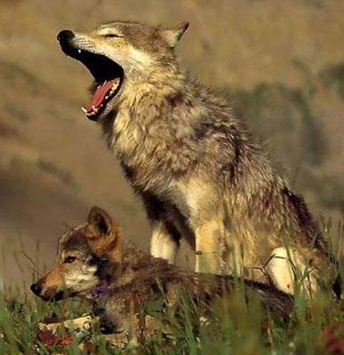 蜻蜓有什么特别的现象,很多蜻蜓飞是什么征兆