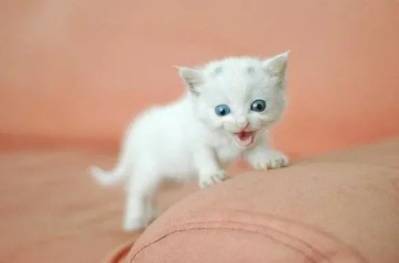 猫宝宝一般吃什么,猫宝宝的句子