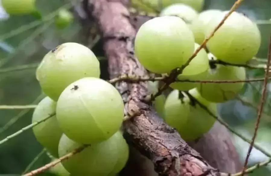 乙肝大三阳适合吃什么食物,乙肝吃什么食物可以抗纤维化