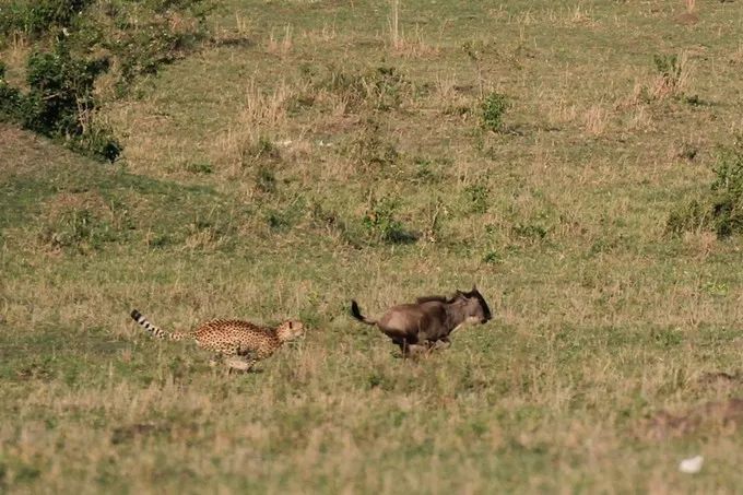 坦桑尼亚之旅,坦桑尼亚东非草原