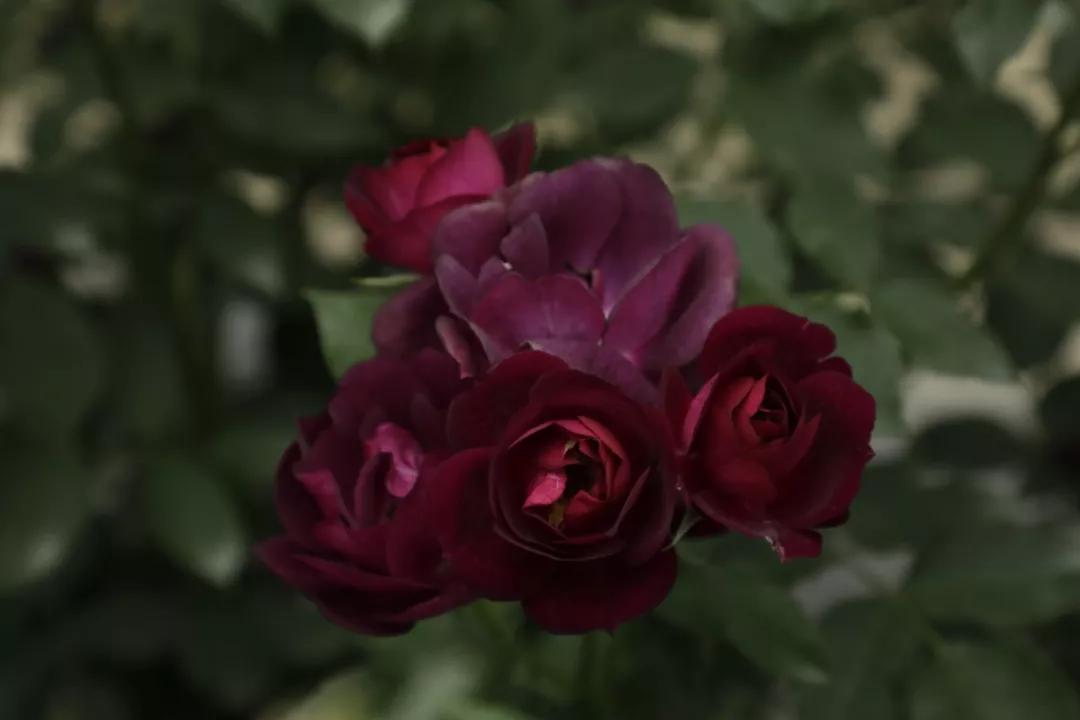 红的月季花,红的发黑玫瑰品种