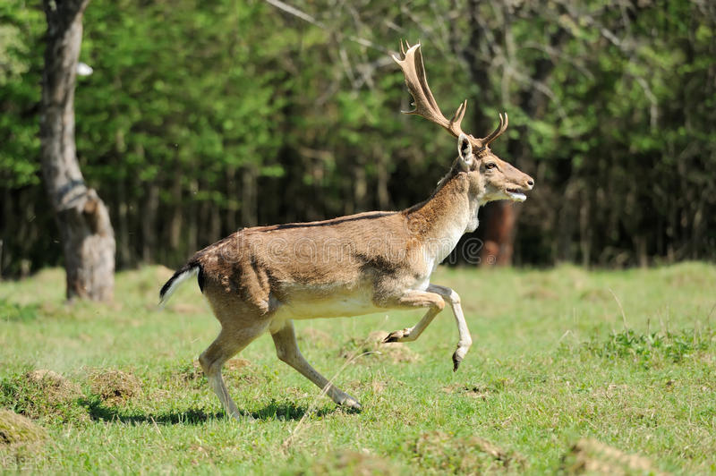 很多动物只在发情期交配,却很少听说得性病,两者有关吗?
