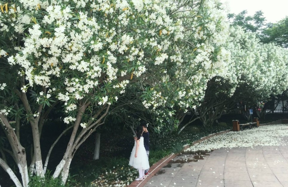 被剧毒毁了名声的宝藏工具树，除了毒你真的找不到它别的黑点