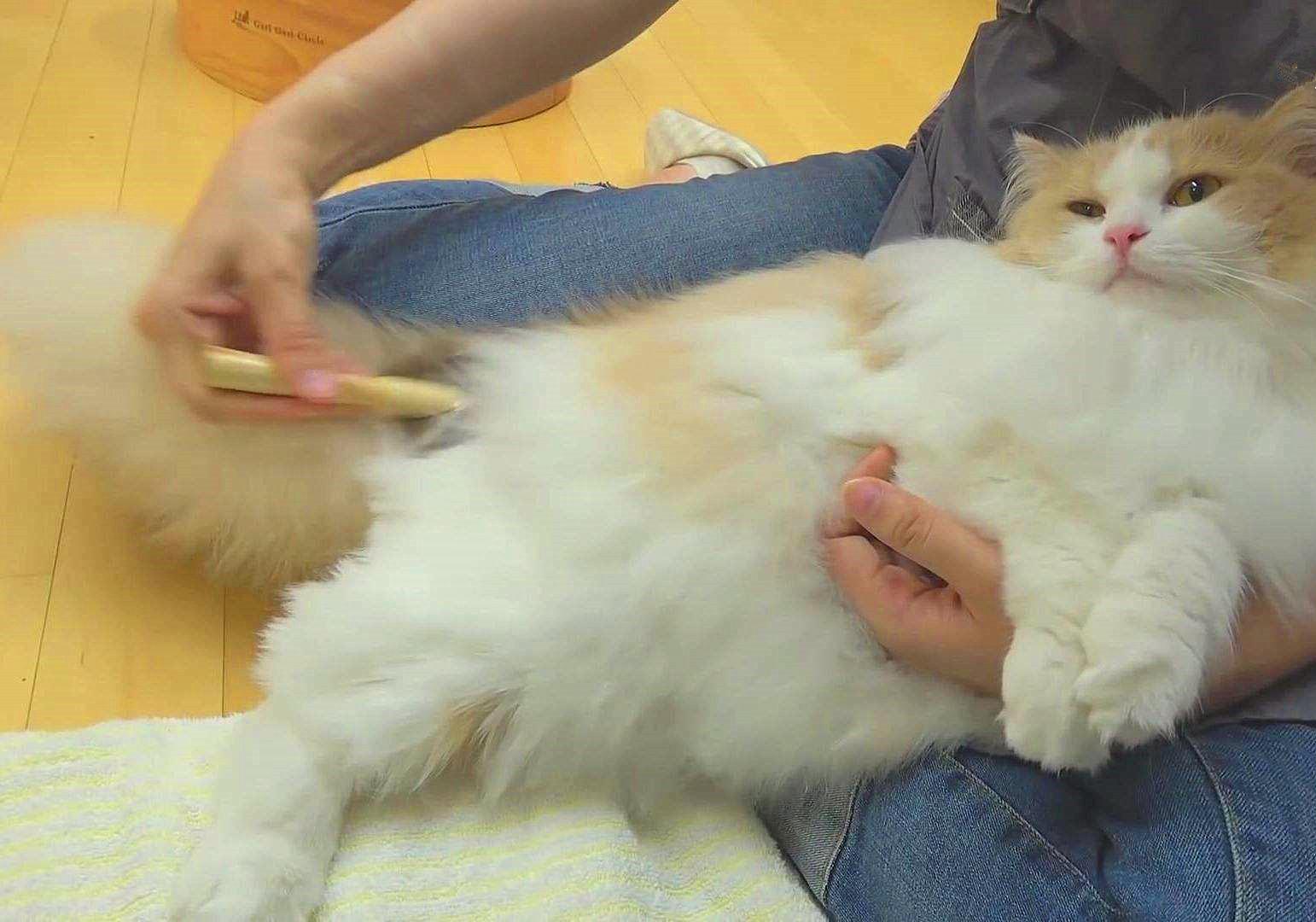 猫咪为什么会传染严重的猫疾病,猫咪传染猫咪的病有哪些症状