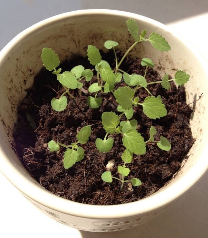 用薄荷种子怎么养出薄荷,薄荷种子一般催芽几天出芽