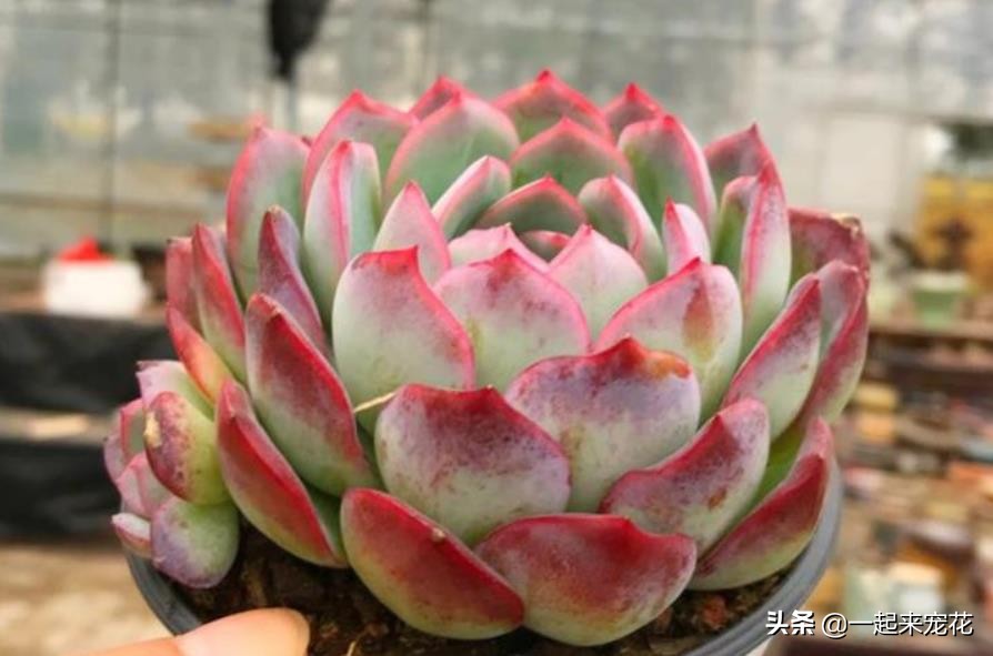 吉娃娃多肉冬天养护方法,吉娃娃类多肉怎么爆盆