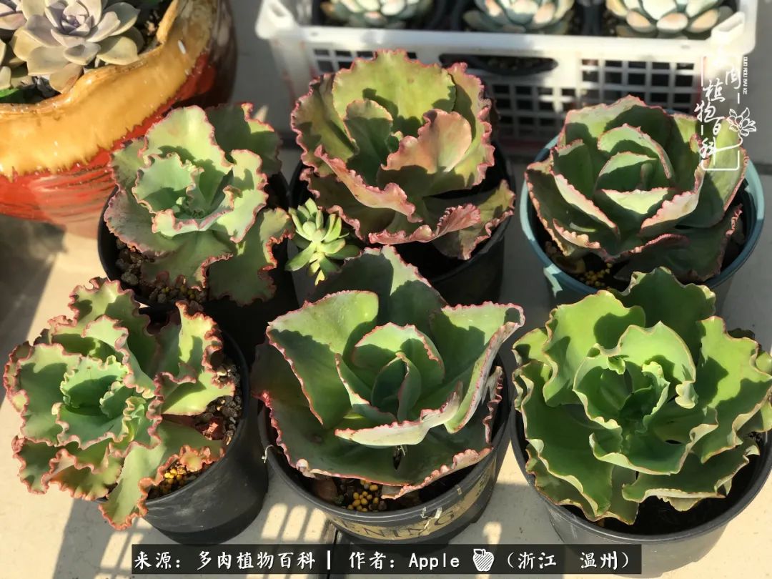 多肉成长记观察记录怎么写,多肉成长记录观察展板