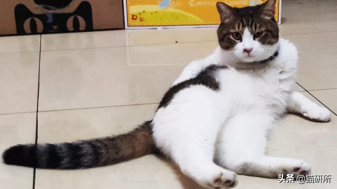 猫咪身上不同的味道代表什么,为什么猫咪的眼睛有不同颜色