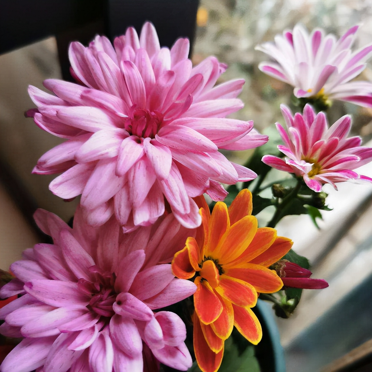 买花经验要牢记,网购花卉如何避坑