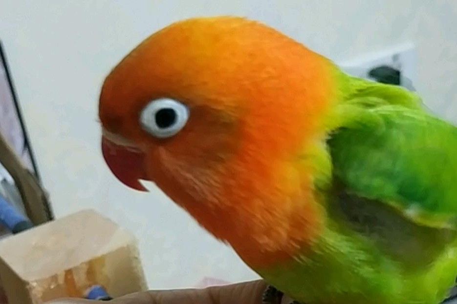 面类牡丹鹦鹉品种介绍及图片,牡丹鹦鹉品种介绍及图片和名字