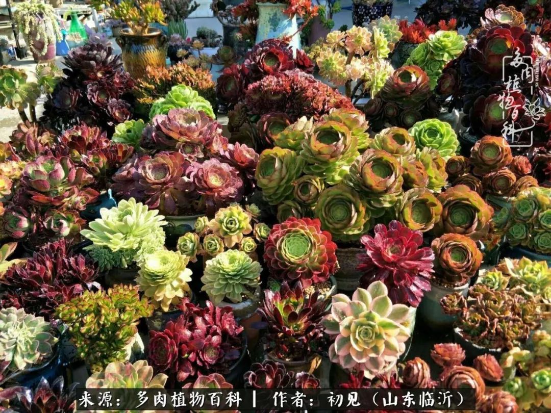 四季颜值在线的多肉,多肉的每一天