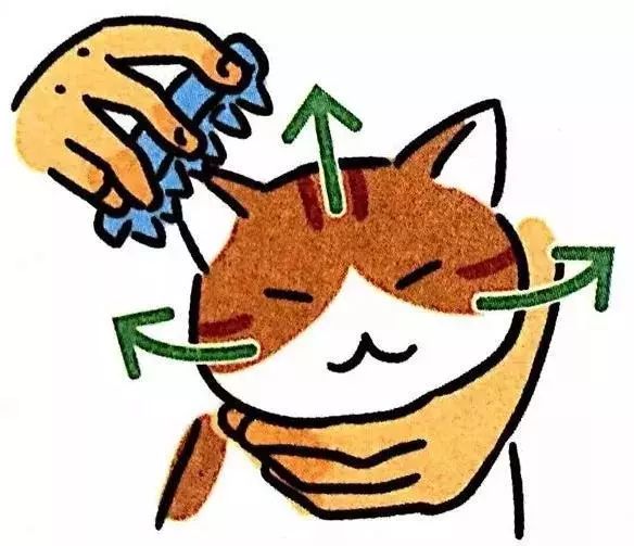 给猫主子梳毛,给猫猫梳毛用什么最好