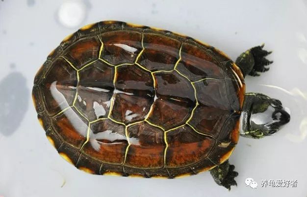 龟脱水怎么救,龟类的饲养知识和日常护理方法