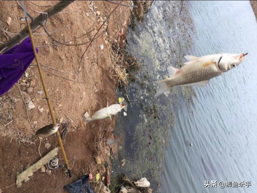 串钩钓鱼技巧用的饵料,串钩实用小技巧