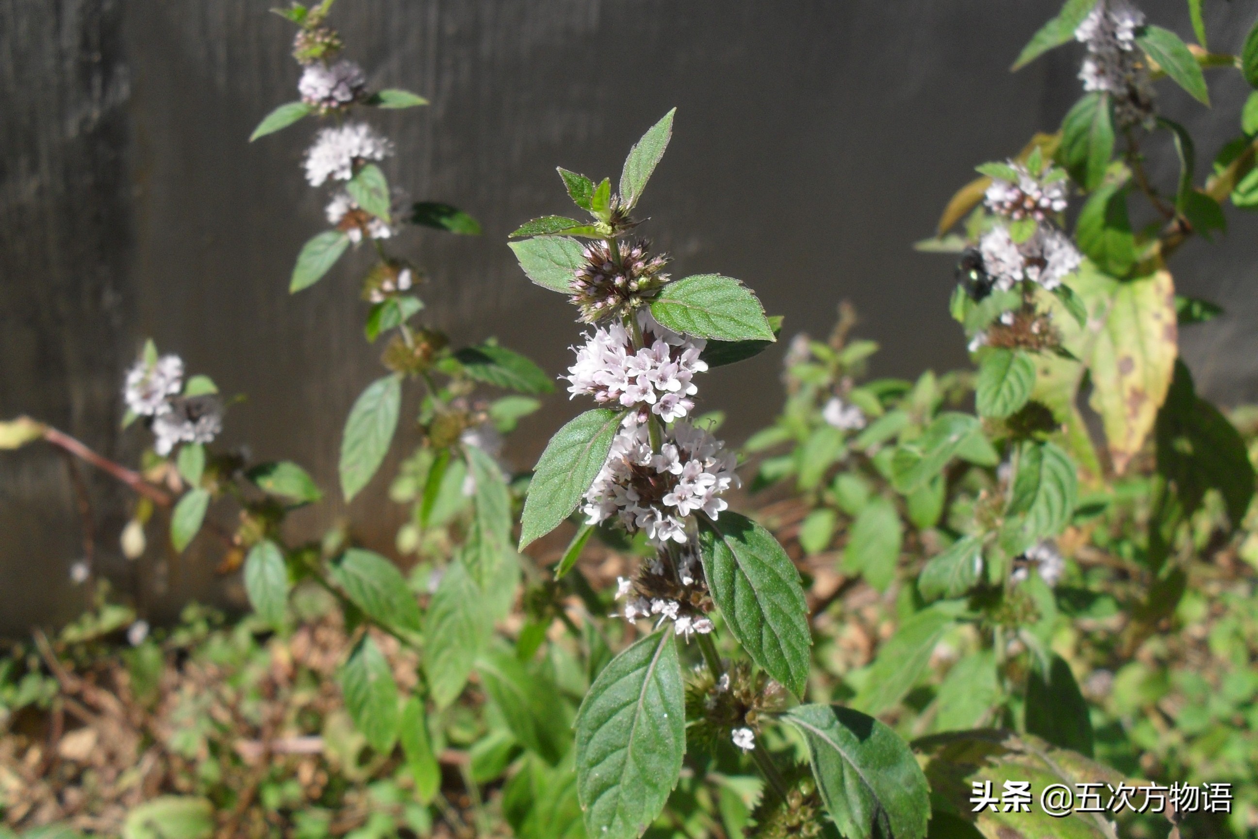 10种口味薄荷糖,十种薄荷