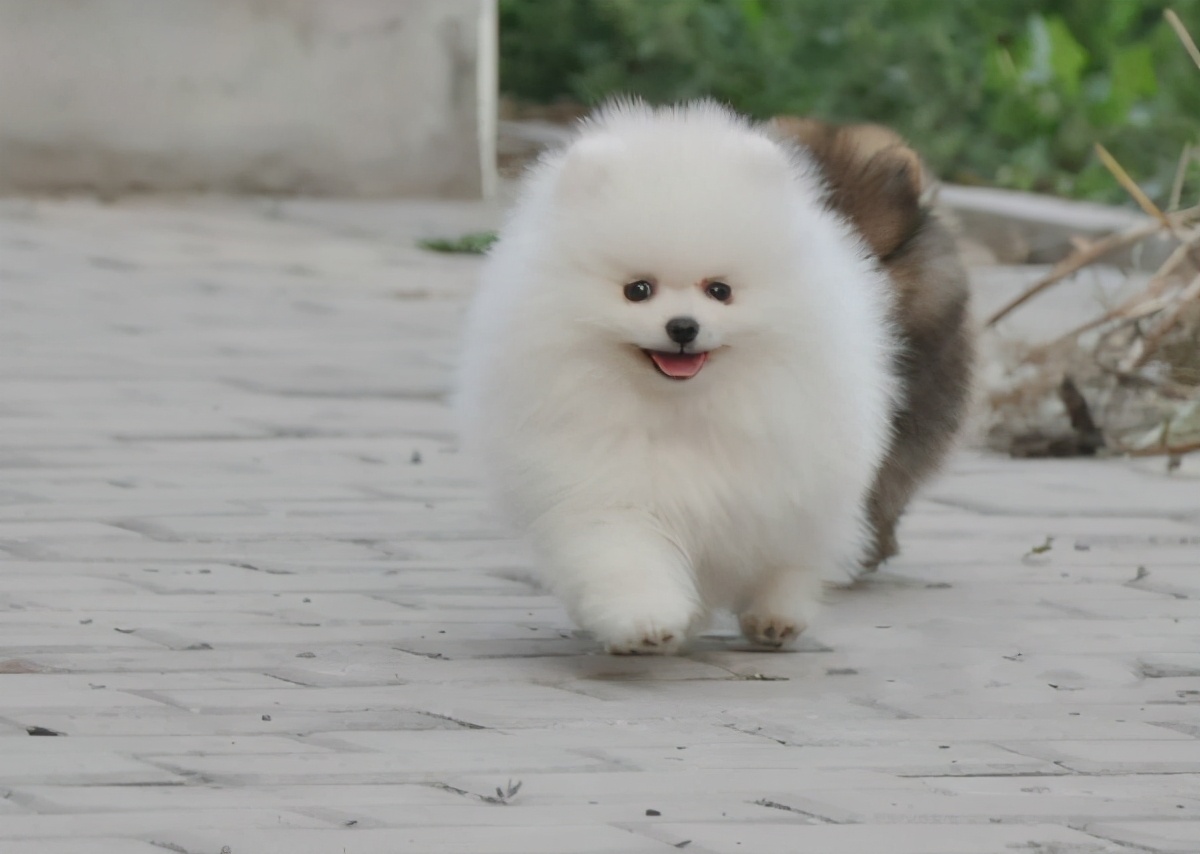 博美软便怎么办,博美拉稀臭味怎么回事