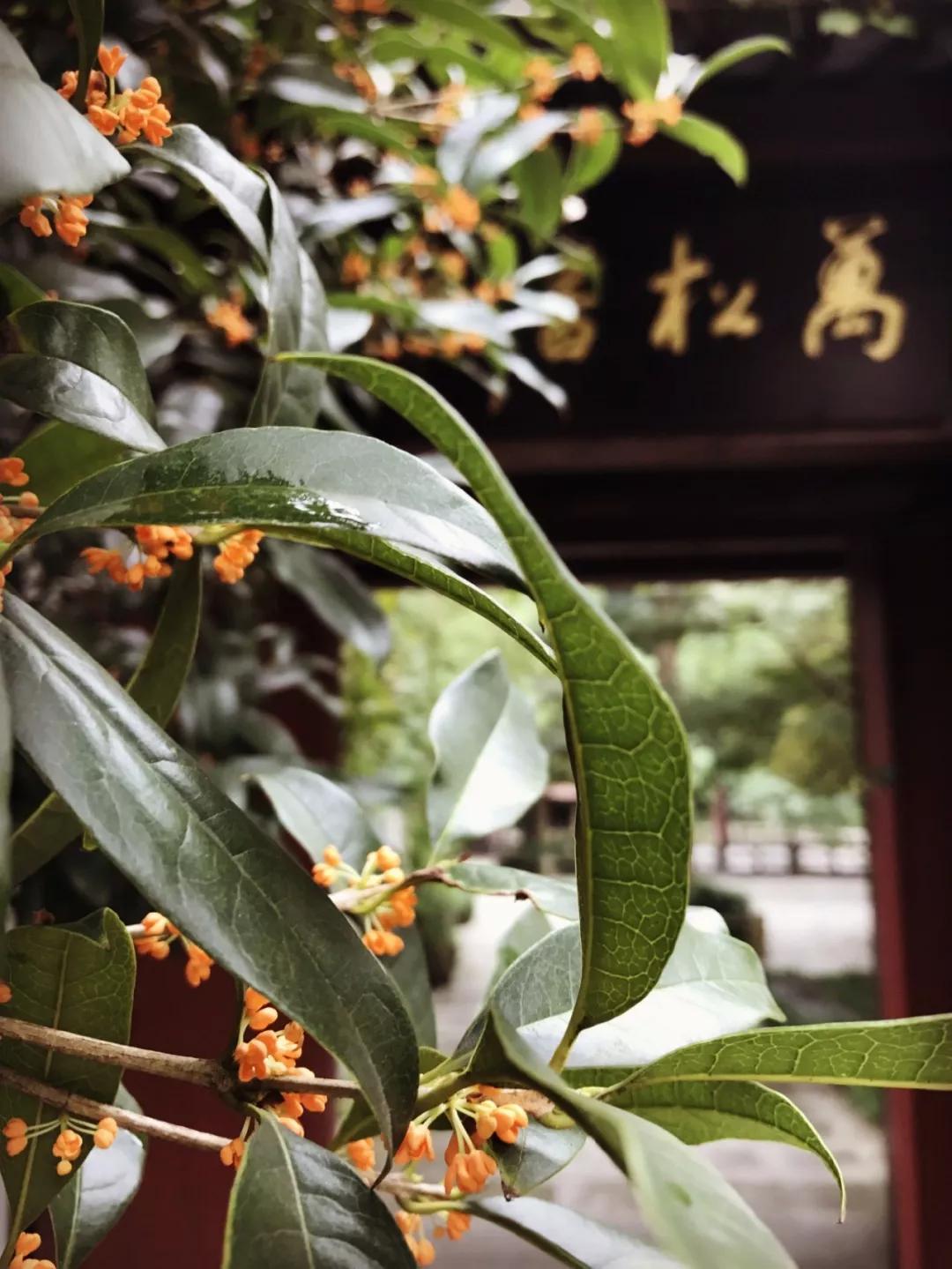 西湖最佳观景地,西湖边的一处幽静之地