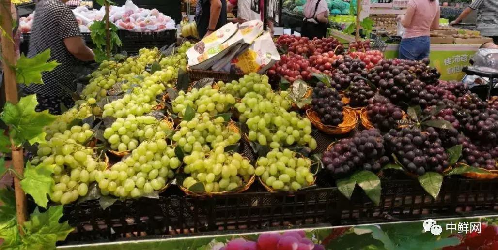 水果生飞虫难治?防治果蝇的实用方法