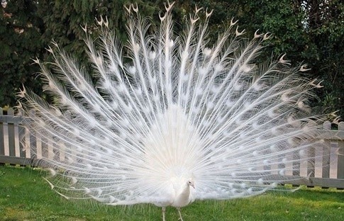 世界最罕见的十个杂交动物,不忍直视世界罕见的十大变异动物