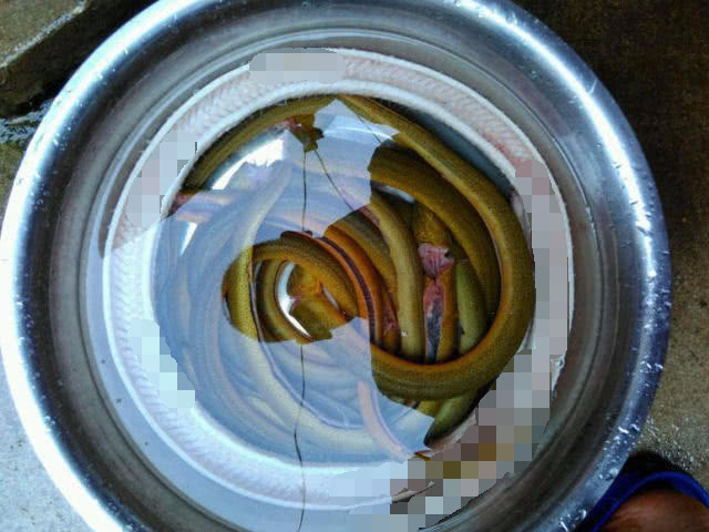 钓黄鳝怎么找洞,钓黄鳝找石头洞的技巧