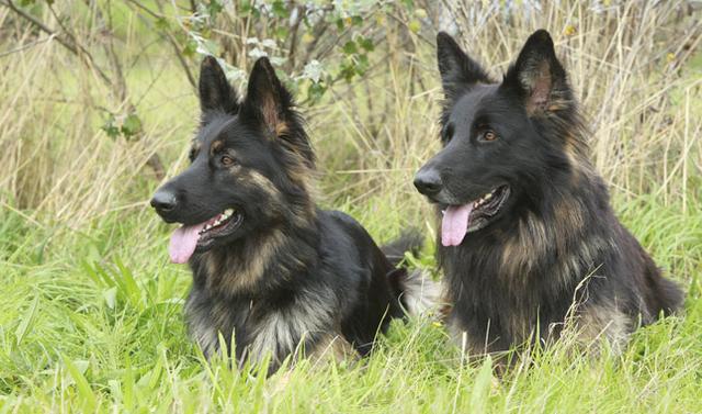 智商排名第一的边牧到底有多聪明,智商边牧排名前十的狗狗