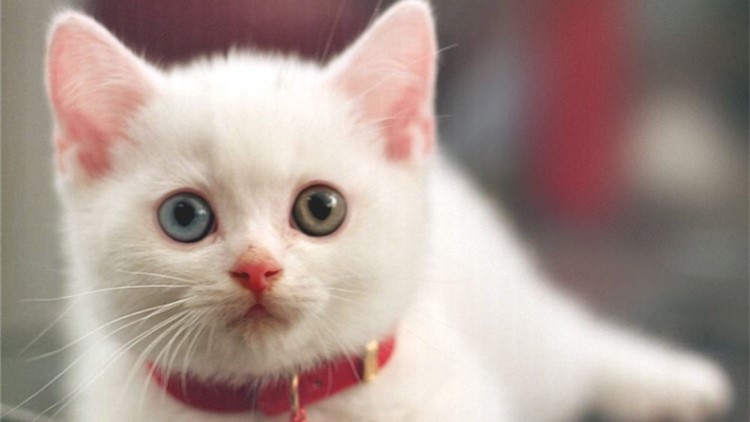 怎么规定猫一日三餐的时间,猫咪的三餐如何分配