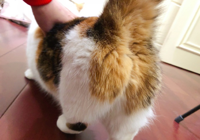 猫咪绝育前禁食禁水多久,猫咪绝育手术前禁水禁食