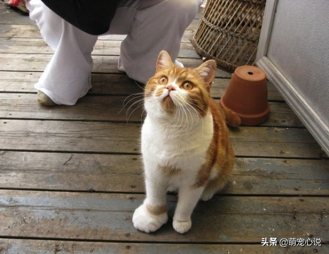 被蜜蜂给蛰了的猫咪狗狗们,猫咪狗狗被蜜蜂蜇了咋办