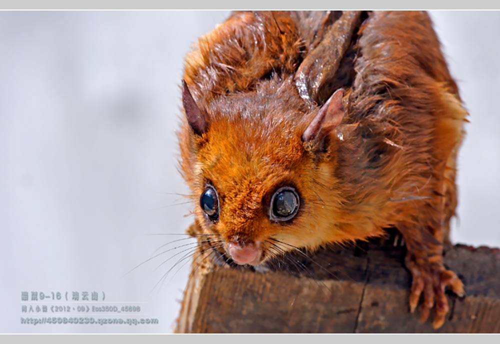 摄影飞行素材,飞鼠摄影作品欣赏
