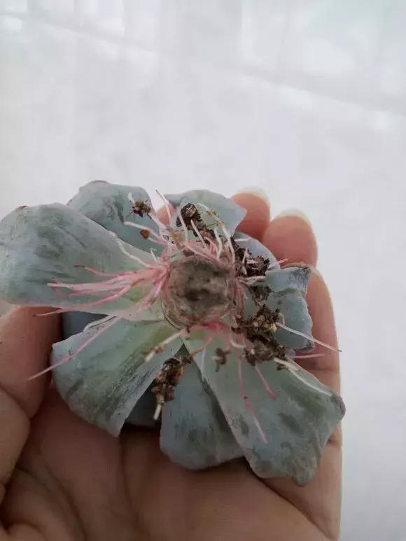 多肉根腐黑没有多菌灵怎么救,养多肉很容易死